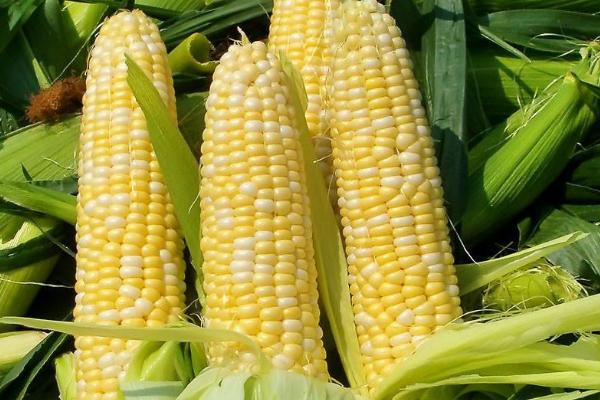 中选737玉米品种的特性，高抗禾谷镰孢茎腐病