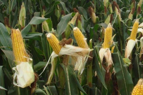 田旺TW72玉米种子特征特性，4月下旬播种
