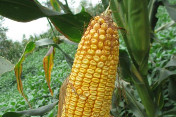 强硕88玉米品种简介，出苗至成熟132天