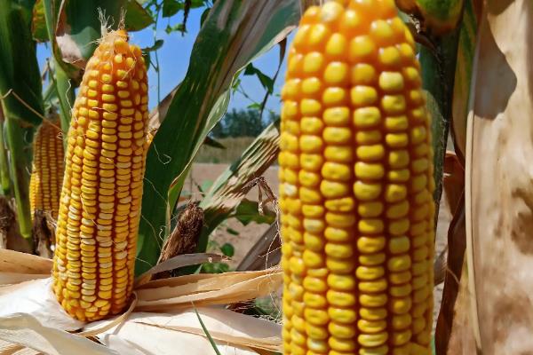 康农玉8号玉米种子特征特性，亩密度3500株左右