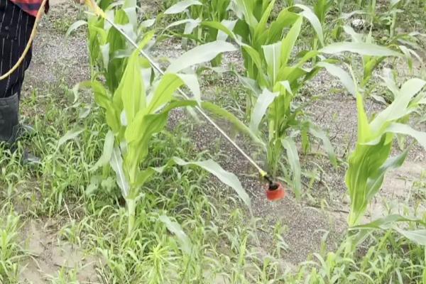 中河玉666玉米品种的特性，4月中下旬播种