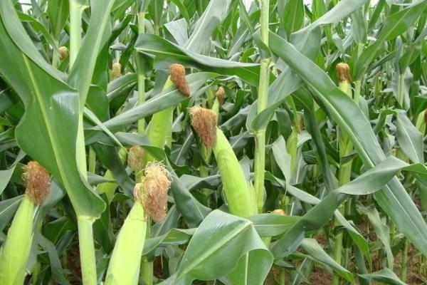联创902玉米种子介绍，3月中下旬至4月下旬播种