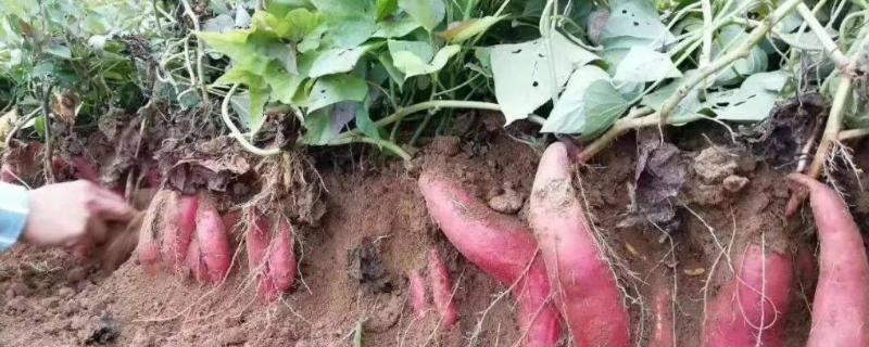 红薯种植的注意事项，种植期间要控制好肥料的供给量