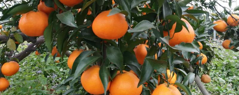 柑橘的晚熟品种，常见的有不知火、春见、大雅柑、明日见等