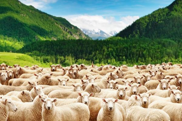 绵羊的品种，常见的有细毛羊、半细毛羊和粗毛羊