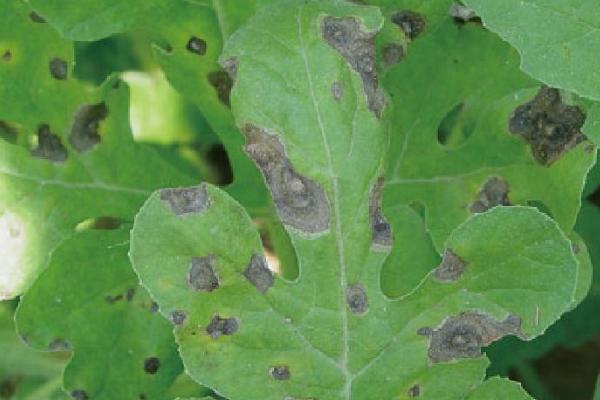 西瓜炭疽病，主要危害叶片、茎蔓、叶柄和果实