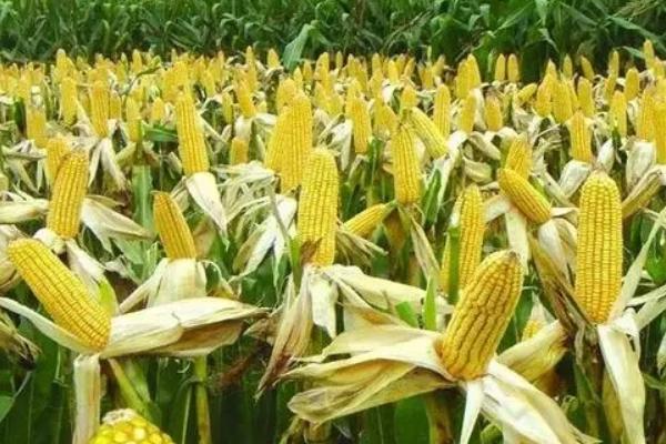 润嘉918玉米种子特征特性，适宜播期6月5日～25日