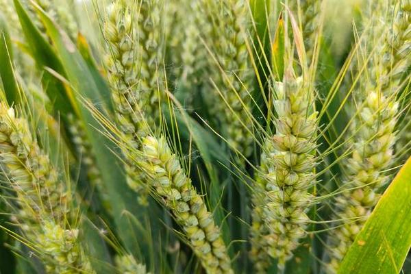 邯麦27小麦品种的特性，适宜播期为10月8日～15日