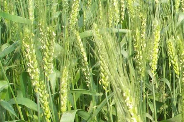 宁紫麦160小麦品种简介，自然发病鉴定中抗赤霉病