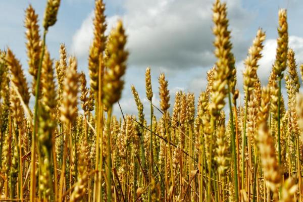 徐麦135小麦品种的特性，半冬性小麦品种