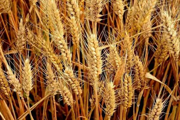 镇麦23小麦种子特征特性，自然发病鉴定中抗赤霉病