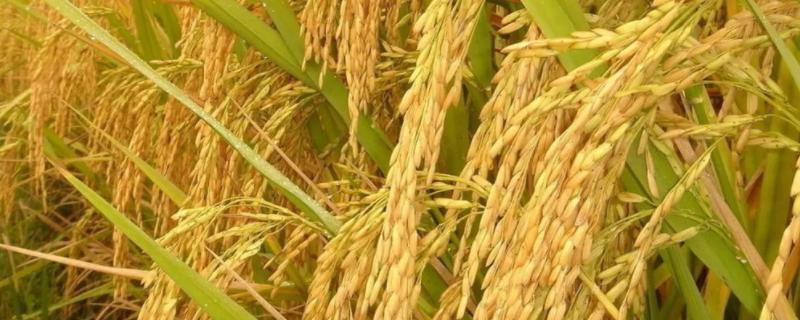 中政华占699水稻品种的特性，注意防治白叶枯病