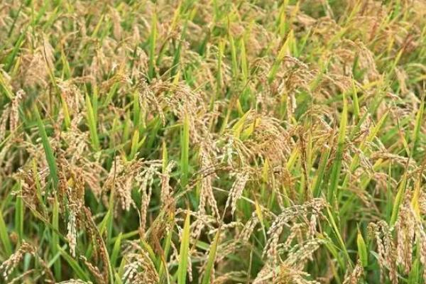 庆优荔晶丝苗水稻种子特征特性，晚造全生育期117～119天