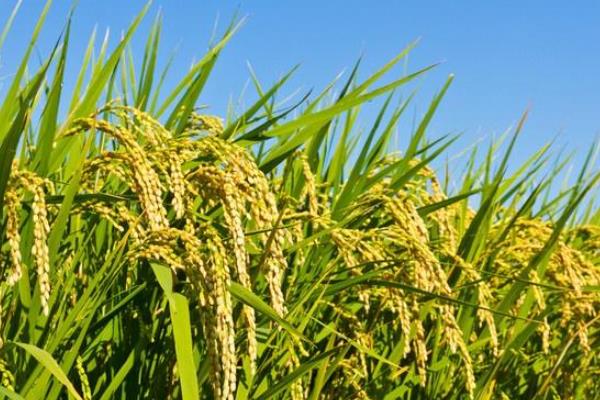 峰软优久香占水稻种子简介，注意防治白叶枯病