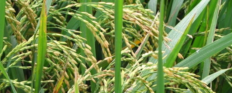众香5号水稻种子简介，感温型常规稻品种