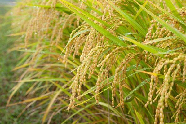 广8优104水稻品种的特性，早造全生育期118～126天