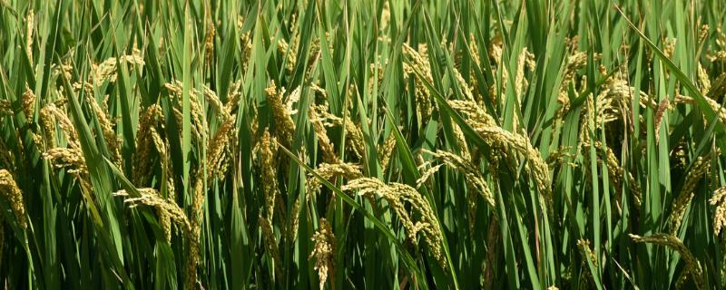 广油农占水稻种子特点，注意防治白叶枯病