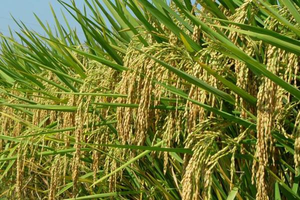 众香5号水稻种子简介，感温型常规稻品种