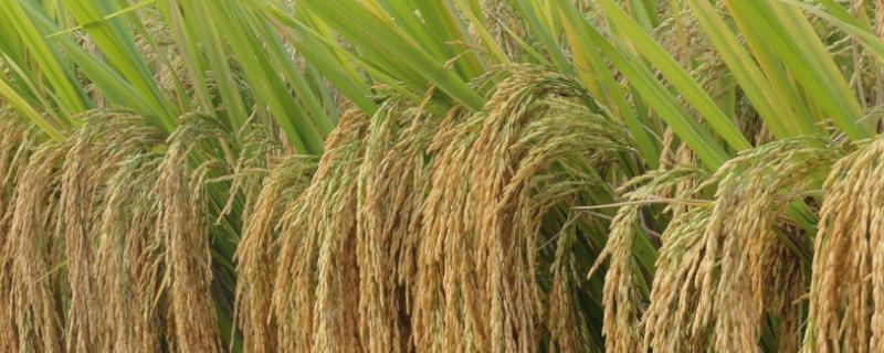 天弘优1214水稻种子特点，晚造全生育期111～113天