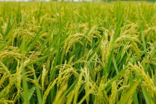 滇禾优615水稻种子简介，综合防治病虫害