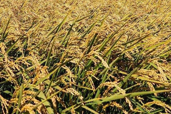 滇禾优918水稻种子特征特性，综合防治病虫害