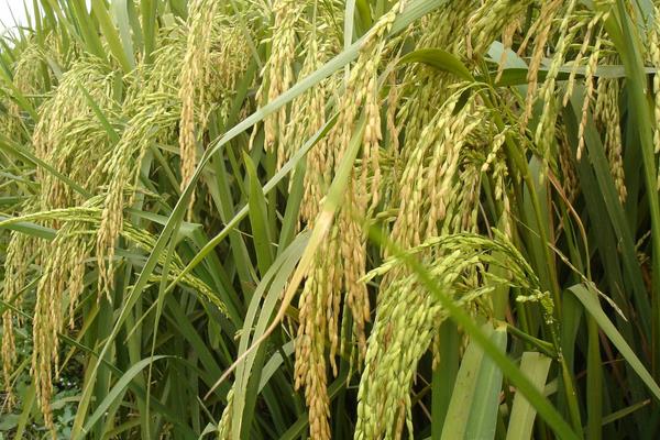 滇禾优918水稻种子特征特性，综合防治病虫害