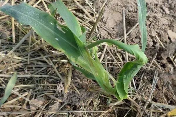 优迪599玉米种子特征特性，5月下旬至6月中旬播种