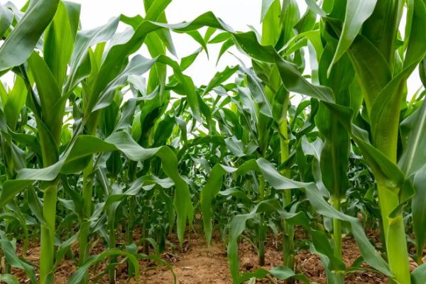 TT99玉米种子介绍，每亩适宜种植密度5000株