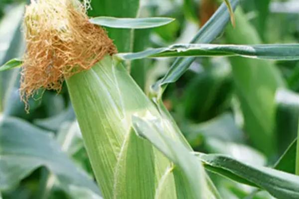 TT99玉米种子介绍，每亩适宜种植密度5000株