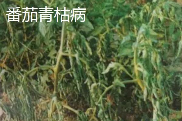 番茄青枯病、枯萎病、茎基腐病的区别，发病规律和症状均不同