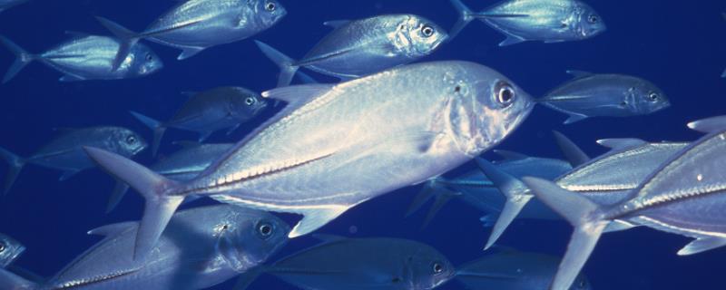 鱼是怎么繁殖的，大多数的鱼儿都是卵生