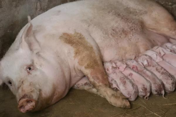母猪的产后如何护理，首先要做的就是检查母猪的胎衣