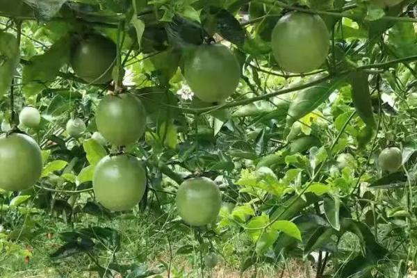 百香果为什么施生物有机肥，能增加土壤中的有益菌且抑制有害菌