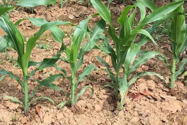 丰乐358玉米品种的特性，苗期注意防治蓟马及蚜虫危害