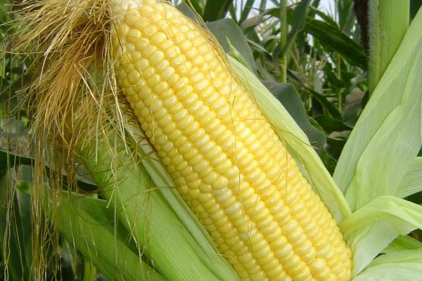隆平956玉米品种的特性，适应区4月下旬至5月上旬播种