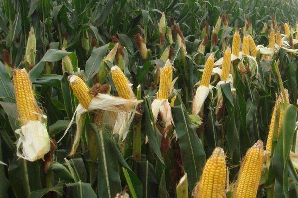 登海H897玉米种简介，每亩种植密度4500株
