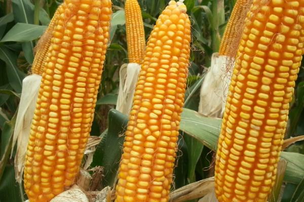 雅玉3482玉米品种简介，每亩种植密度4000株左右