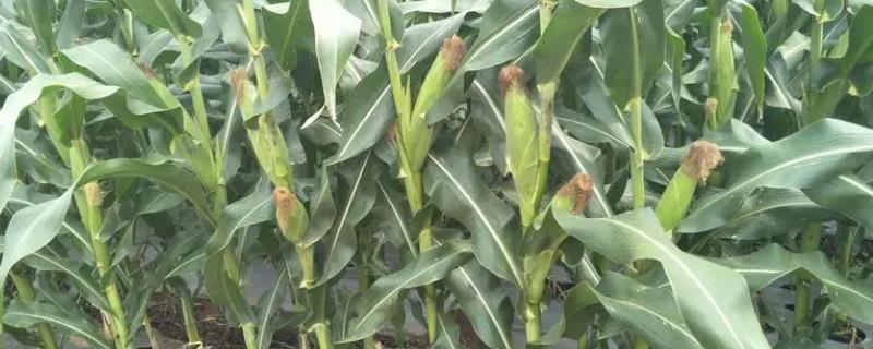 太育1号玉米种简介，适合在山西春播中晚熟玉米区种植