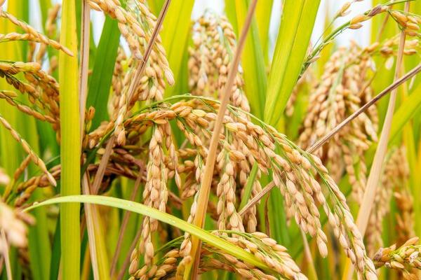 水稻可以在旱地种吗，是可以在旱地种的