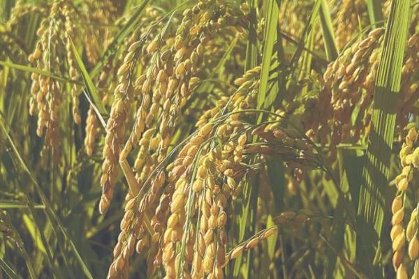 水稻可以在旱地种吗，是可以在旱地种的