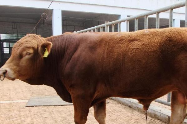 适合黑龙江养殖的肉牛品种，可选择鲁西黄牛、西门塔尔牛、利木赞牛等品种