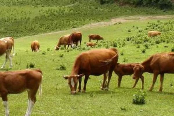适合黑龙江养殖的肉牛品种，可选择鲁西黄牛、西门塔尔牛、利木赞牛等品种