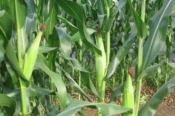 MC875玉米种子简介，每亩种植密度4500株左右