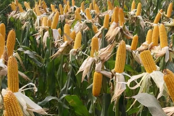 鲁星702玉米品种简介，播种时可带种肥30千克左右