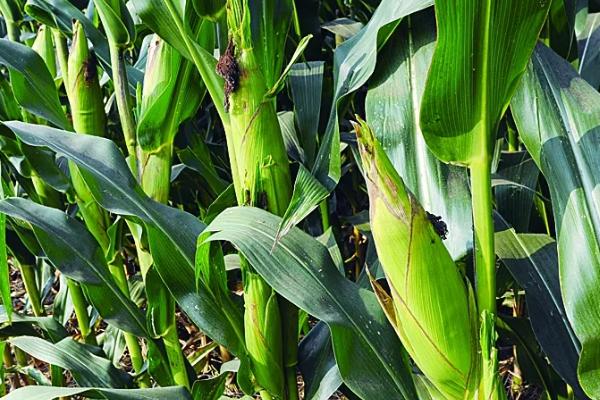 强盛292玉米品种简介，4月下旬至5月上旬播种