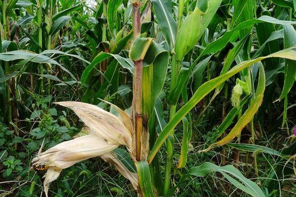 京科426玉米品种简介，中等肥力以上地块种植