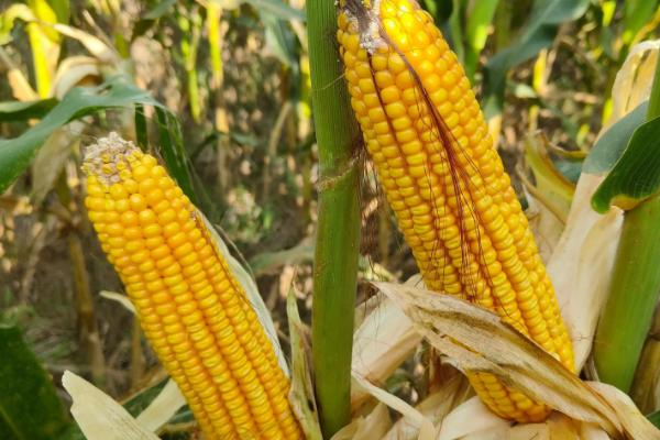 京科426玉米品种简介，中等肥力以上地块种植