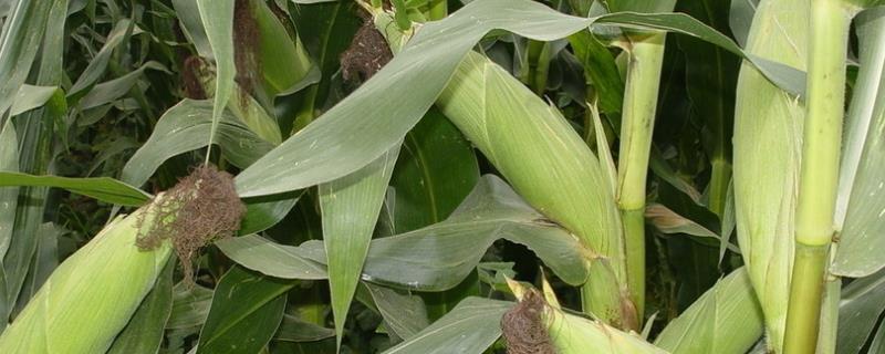 春光227玉米品种简介，注意防治虫害
