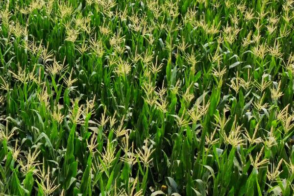富尔898玉米种简介，拔节期追施尿素每亩15千克