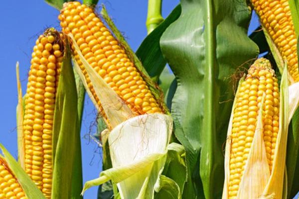 禾田49号玉米种简介，每亩追施尿素40千克左右